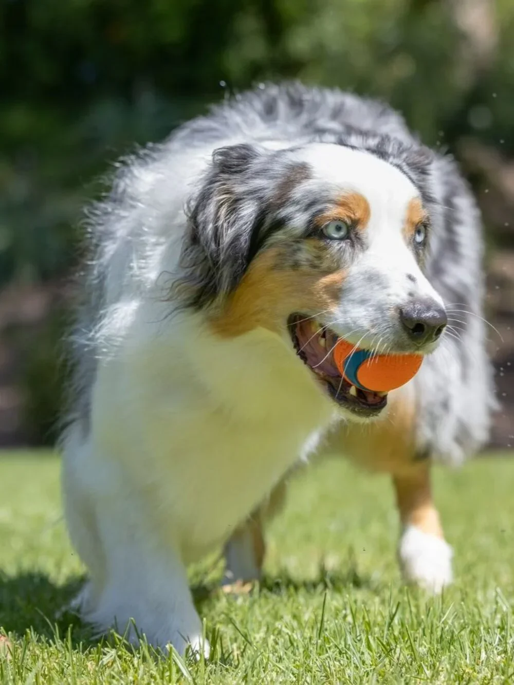 𝗖𝗵𝘂𝗰𝗸𝗶𝘁! 𝗨𝗟𝗧𝗥𝗔 𝗕𝗔𝗟𝗟 Dog Toy Orange/Blue (Size Medium) (2 balls)